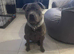 Pure Blue Staffordshire Bull Terrier Pups!