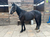 2 year old black filly Reg Welsh D