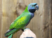 Derbyan parrot