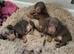 Mini smooth gorgeous girls READY NOW