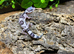 Tug Snow Leopard Gecko at Birmingham Reptiles