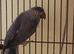 Proven pair of ringnecks