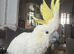 Female cockatoo
