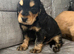 Kc reg Showtype cocker spaniel puppies