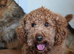 Male Cavapoo 2years old