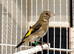 VERY NICE JUVENILE GOLDFINCHES ! ALL BBC RUNG 2026 birds !