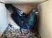 Mix strain rollers for sale young and old birds