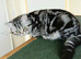 Bsh. Silver Classic Tabby . £700 -as Pet only.