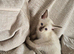 Siamese little boy