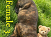 Cane corso pups