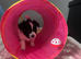 MALTIPOO XS – ADORABLE PUPPIES LOOKING FOR LOVING HOMES!
