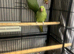 Indian ringneck pair