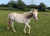 Registered A filly