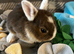 Bunnies for sale now!