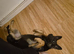 Female german shepherd