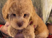 Stunning Labradoodles (Miniature) From Health tested parents