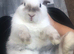 Male mini lop