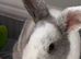 Female rabbit for rehoming.