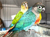 Green check conures tamed