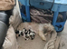 Shih tzu puppies