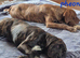 5 BEAUTIFUL CANE CORSO PUPPIES