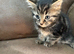 Kittens for sale