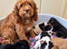 Cavapoo puppies