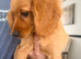Cocopoo puppies for sale