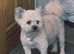 Toy poodle x pomapoo puppy