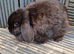 Adult Female Bunny