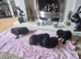 Beautiful Labrador puppies for sale