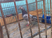 Tippler pigeon for sale