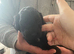 Toy poodles for sale
