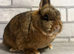 Netherland Dwarf Agouti female