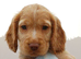 8 gorgeous golden and a tri-colour cocker spaniel puppies