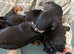 Doxiepoo F1 puppies