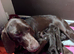 GSP puppies available to reserve