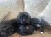 ADORABLE SHIH TZU × JACK RUSSELL PUPPIES