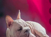 Adorable french bulldog puppy's