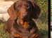 Gorgeous small dachshund puppies