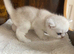 Silver pedigree British shorthair kittens
