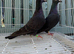 Racing pigeons