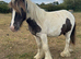 Yearling spot bred colt