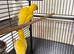 Parrot