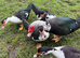 Muscovey ducks