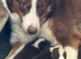 Border collie pups for sale males only