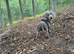 Ralph - a 6month old male pup - lilac in colour.