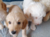 Gorgeous Cockapoo pups