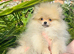 Tiny teddy Pomeranian puppy 1 boy left