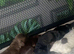 SPROCKER SPANIEL PUPPIES READY TO GO
